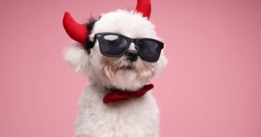 Kırmızı papyon takan, güneş gözlüğü takan, şeytan boynuzları takan gözlüklü, pembe arka planda oturan güzel bir köpek.
