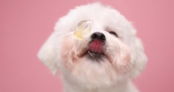 Pequeño Cachorro Hambriento Sobresaliendo Lengua Lamiendo Vidrio Transparente Sentado Estudio — Vídeos de Stock