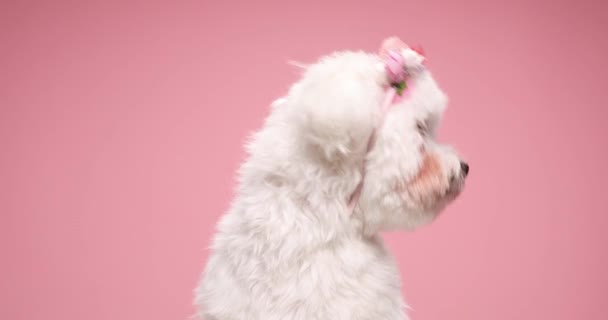 Encantador Perro Mullido Bichon Con Diadema Flores Mirando Hacia Arriba — Vídeos de Stock