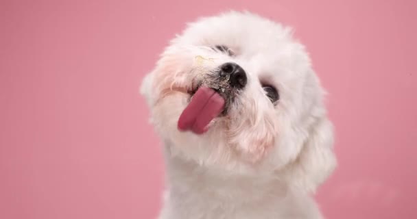 Красива Дитина Бішон Собака Лиже Сплеск Дивлячись Бік Рожевому Фоні — стокове відео