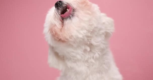 Bonito Pouco Bichon Cachorrinho Sentado Fundo Rosa Sendo Adorável Enquanto — Vídeo de Stock