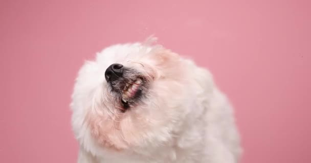 Hungry Small Puppy Licking Transparent Glass Hungry Manner Sitting Pink — Stock Video
