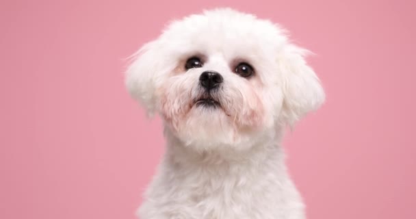 Adorável Jovem Fofo Bichon Filhote Cachorro Olhando Para Cima Sentado — Vídeo de Stock