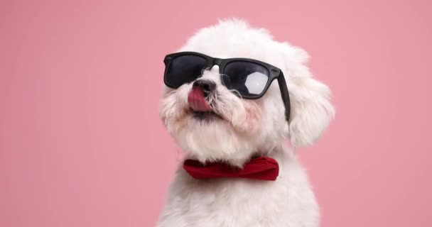 Ansioso Pouco Filhote Cachorro Legal Vestindo Bowtie Vermelho Óculos Sol — Vídeo de Stock