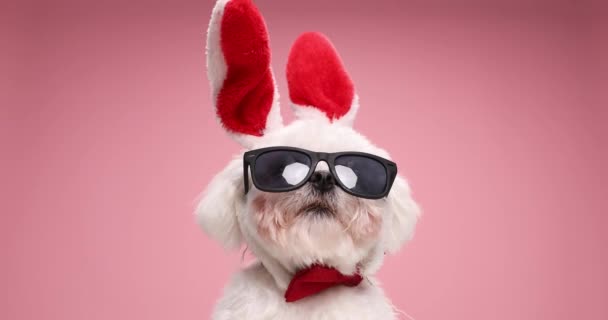 Curioso Conejito Pascua Bichon Cachorro Con Gafas Sol Corbata Roja — Vídeo de stock