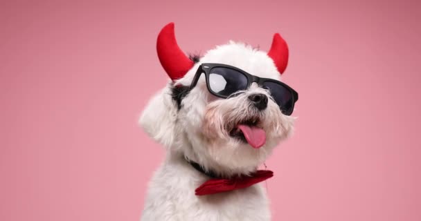 Lindo Perrito Bichon Sobresaliendo Lengua Jadeo Vistiendo Pajarita Roja Cuernos — Vídeo de stock