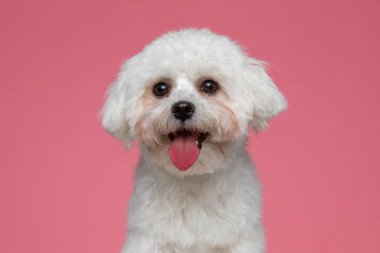 Tatlı bizon köpeği dilini dışarı çıkarıyor ve pembe arka planda mutlu hissediyor.