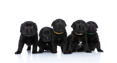 Küçük Labrador Retriever yavrularından oluşan sevimli bir aile birbirlerini gözetliyor, koruyor, beyaz arka planda izole bir şekilde oturuyor ve duruyorlar.