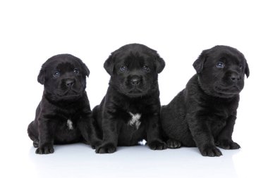 Üç sevimli Labrador Retriever kardeş yukarı bakıyor, poz veriyor ve stüdyoda beyaz arka planda tek başlarına oturuyorlar.