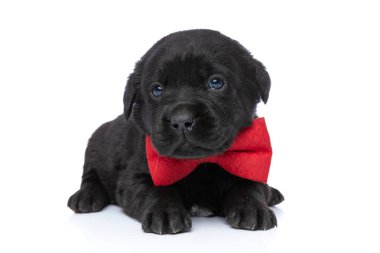 Zarif labrador av köpeği boynuna kırmızı papyon takıyor ve stüdyoda beyaz arka planda izole bir şekilde yatıyor.