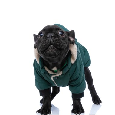 Yeşil kostüm giyen sevimli, küçük buldog yavrusu yukarı bakıyor ve stüdyoda beyaz arka planda tek başına duruyor.