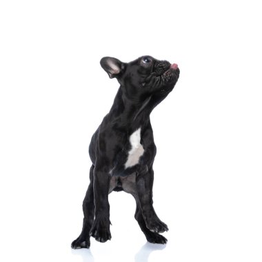 Aç küçük buldog köpek yavrusu yukarı bakıyor, dili dışarı çıkarıyor ve burnunu yalıyor, arka ayakları duruyor ve stüdyoda beyaz arka planda izole bir şekilde poz veriyor.
