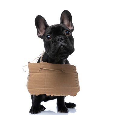 Küçük buldog yavrusu evlat edinme kartonunu boynuna takıp yukarı bakıyor ve stüdyoda beyaz arka planda tek başına oturuyor.