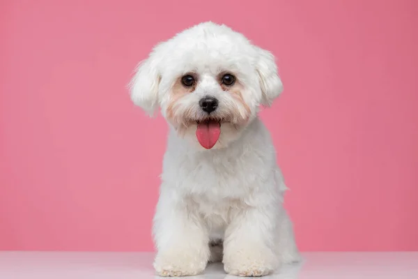 Bonito Bichon Cão Ofegante Sentado Contra Rosa Estúdio Fundo — Fotografia de Stock