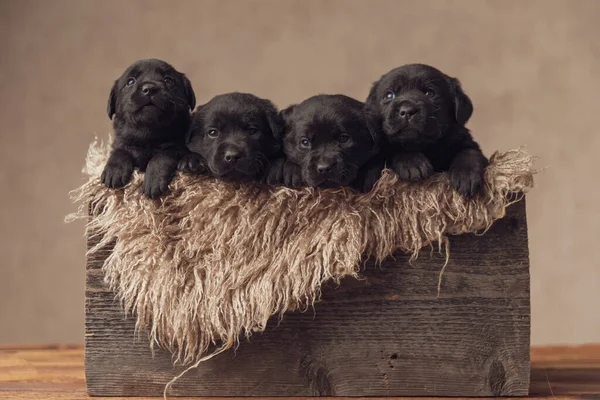 毛茸茸的木盒 里面塞满了四只拉布拉多猎犬 它们抬头看着 在一个舒适的地方休息 背景是米色的 在工作室里 — 图库照片