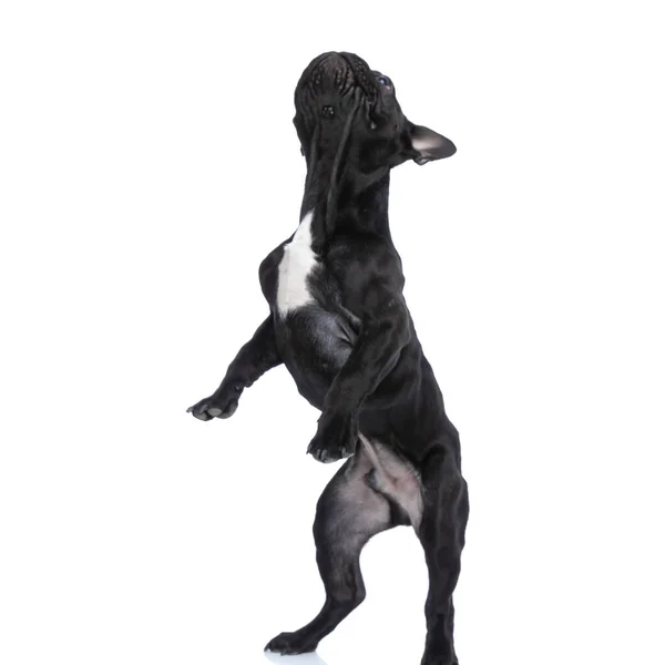 Adorable Frenchie Bulldog Perrito Trasero Piernas Pie Curiosamente Mirando Hacia —  Fotos de Stock
