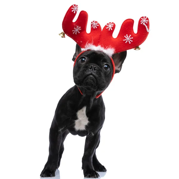 Little French Bulldog Puppy Posing Red Reindeer Headband Head While — Stock Photo, Image