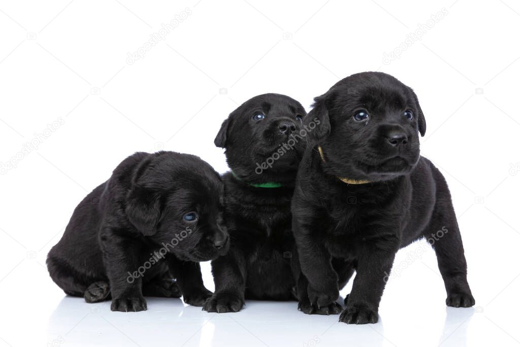 precious little group of three labrador retriever puppies looking to side and up, walking, sitting and protecting each other isolated on white background in studio