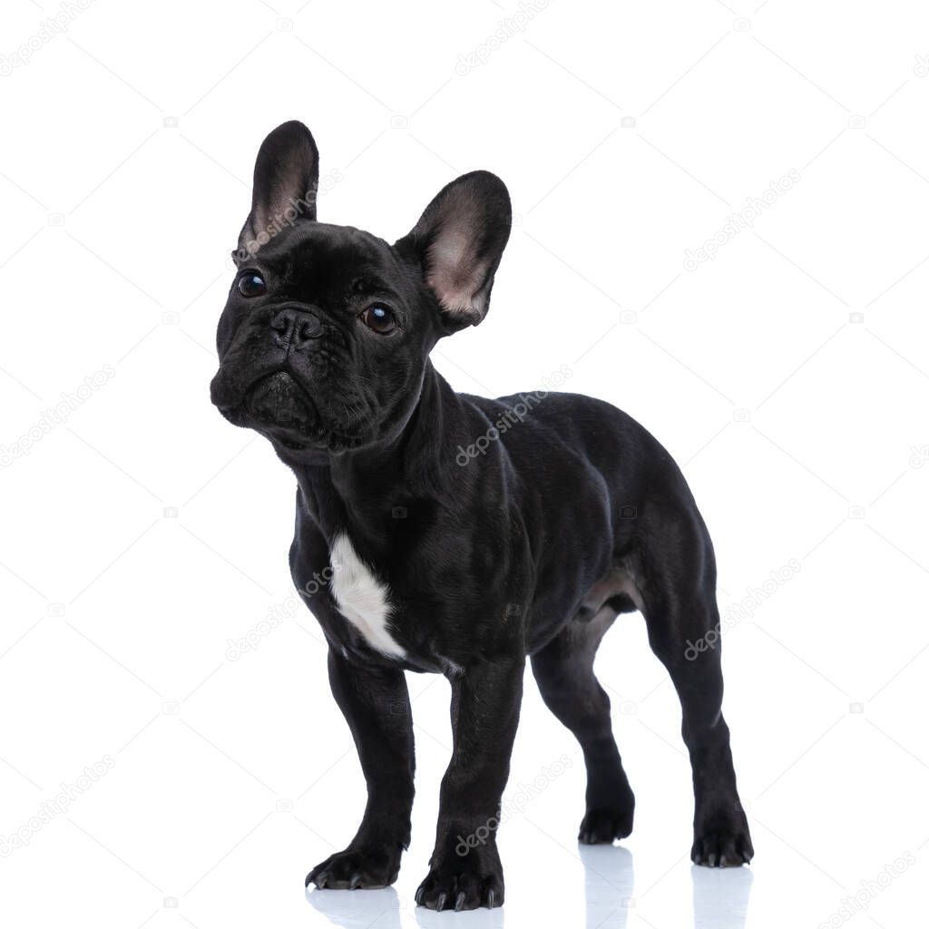 beautiful small french bulldog puppy standing and white background in studio