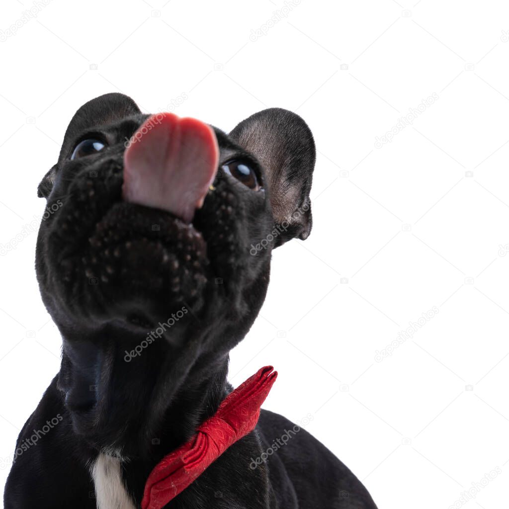 portrait of elegant french bulldog puppy with bowtie looking up, sticking out tongue and licking nose on white background in studio