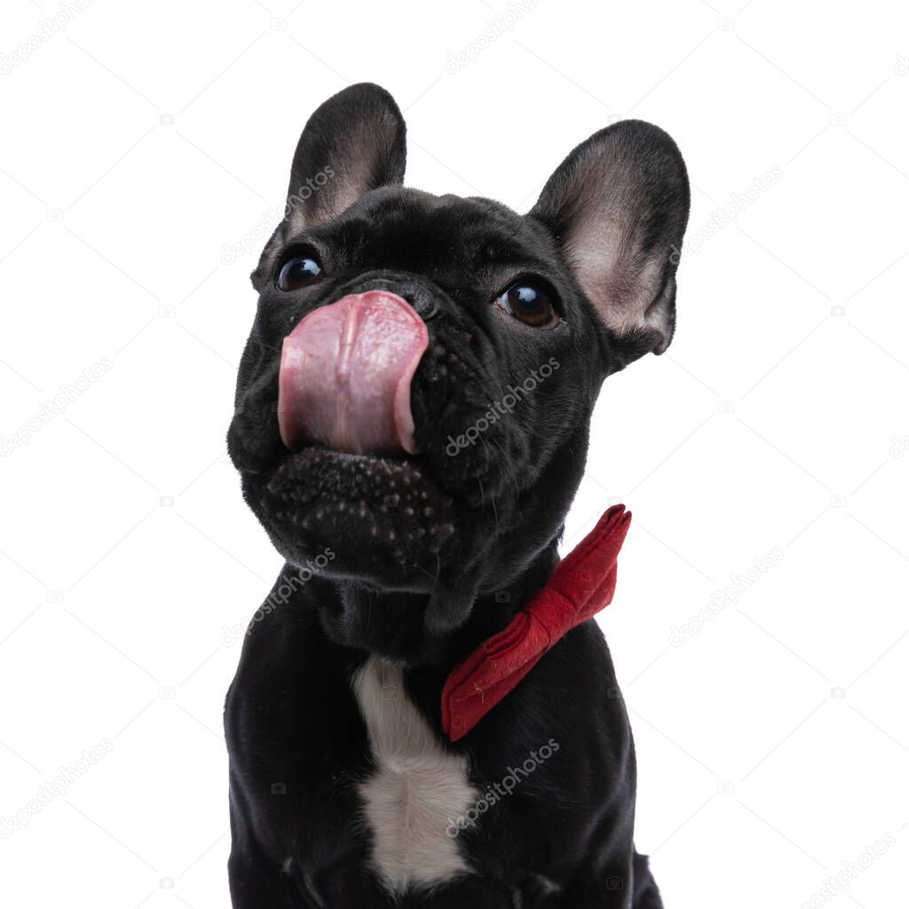 hungry little frenchie pup with red bowtie sticking out tongue and licking nose while looking up on white background in studio