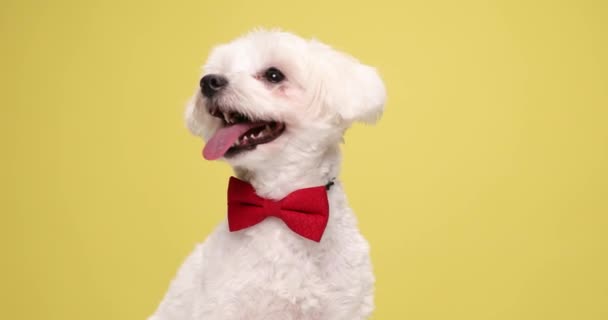 Feliz Branco Bichon Cão Sentado Fundo Amarelo Vestindo Bowtie Vermelho — Vídeo de Stock