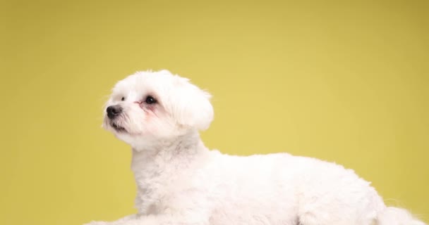 Vista Lateral Adorável Filhote Cachorro Bichon Olhando Volta Deitado Cabeça — Vídeo de Stock