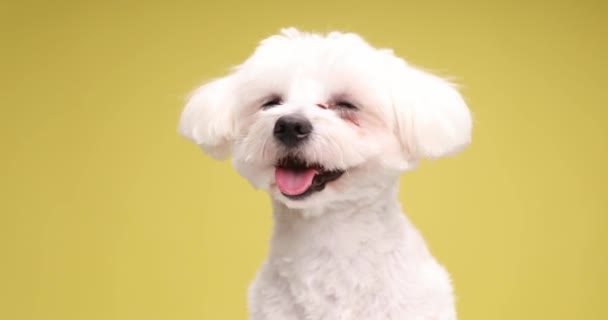 Feliz Cachorrito Blanco Bichon Sobresaliendo Lengua Jadeo Posando Alejándose Sobre — Vídeos de Stock
