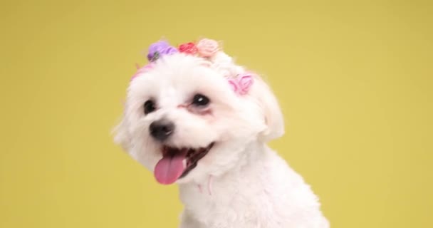 Beautiful Bichon Puppy Wearing Flowers Headband Happily Sticking Out Tongue — Stock Video