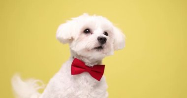 Kırmızı papyonlu sevimli, zarif bir bizon köpek yavrusu yukarı bakıyor, mutlu bir şekilde kuyruğunu hareket ettiriyor ve stüdyoda sarı arka planda dolaşıyor.