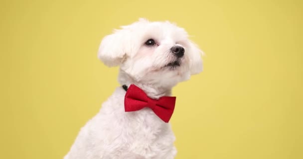 Elegant Little Bichon Dog Wearing Red Bowtie Moving Head Both — Stock Video