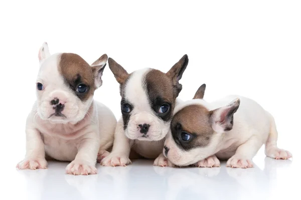 Tres Bulldog Perros Franceses Oliendo Algo Lado Mirando Cámara —  Fotos de Stock