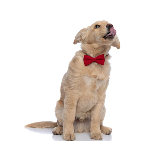 Upphetsad Golden Retriever Hund Med Röd Bowtie Tittar Upp Slickar — Stockfoto