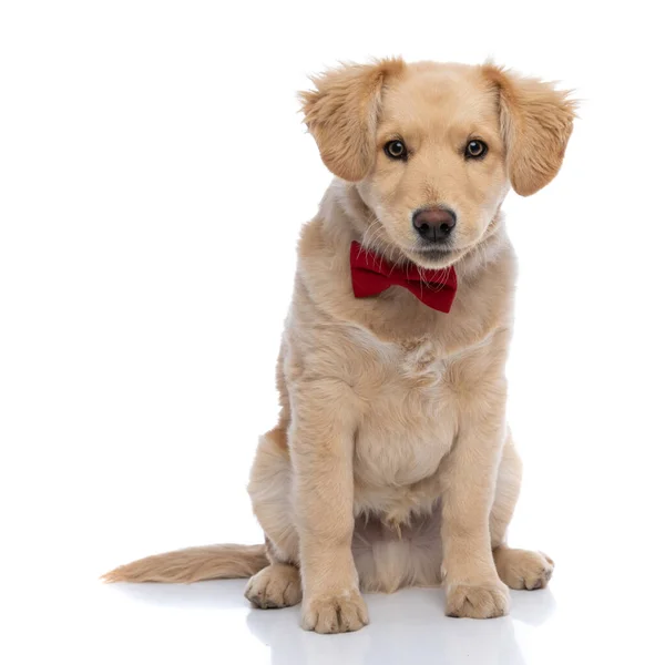 Elegant Liten Labrador Retriever Hund Bär Röd Bowtie Och Sitter — Stockfoto