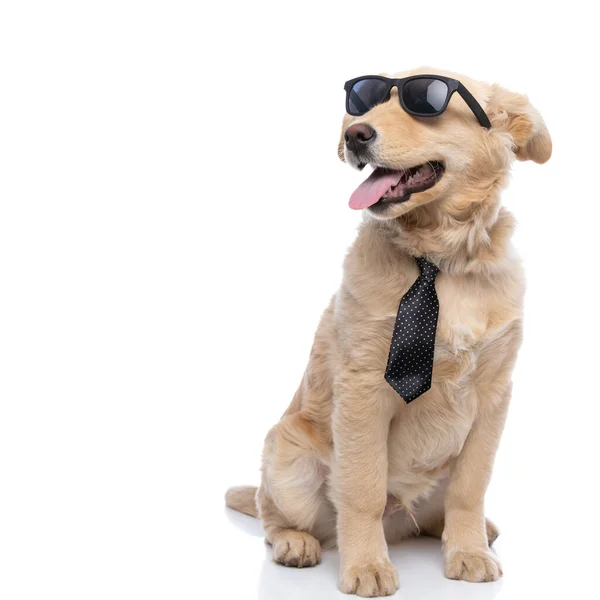 Glad Cool Labrador Retriever Valp Bär Solglasögon Och Polka Prickig — Stockfoto