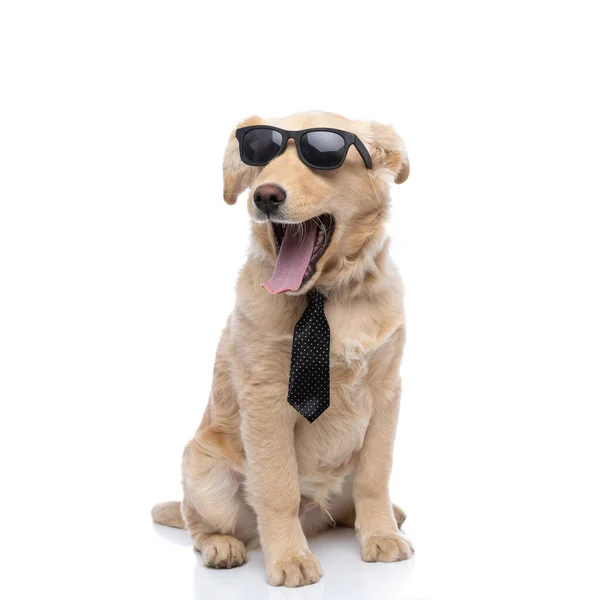 Cool Liten Golden Retriever Hund Bär Solglasögon Och Polka Prickig — Stockfoto