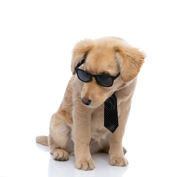 Nyfiken Liten Golden Retriever Hund Bär Polka Prickig Slips Tittar — Stockfoto