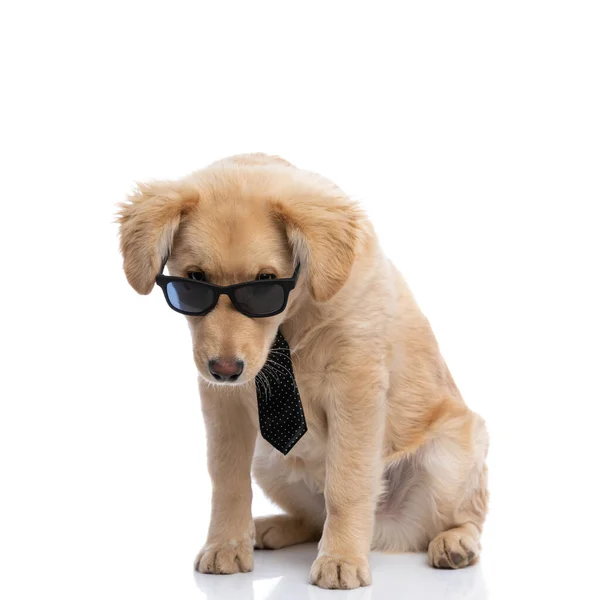 Söt Elegant Golden Retriever Valp Bär Polka Prickig Slips Och — Stockfoto