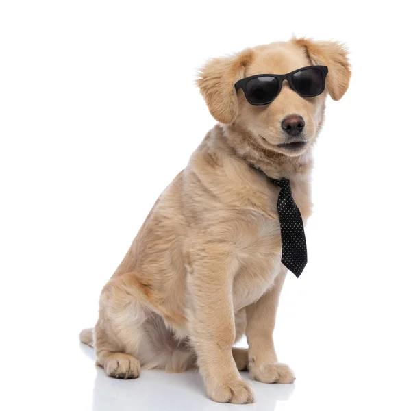 Härlig Liten Golden Retriever Hund Bär Solglasögon Och Polka Prickig — Stockfoto