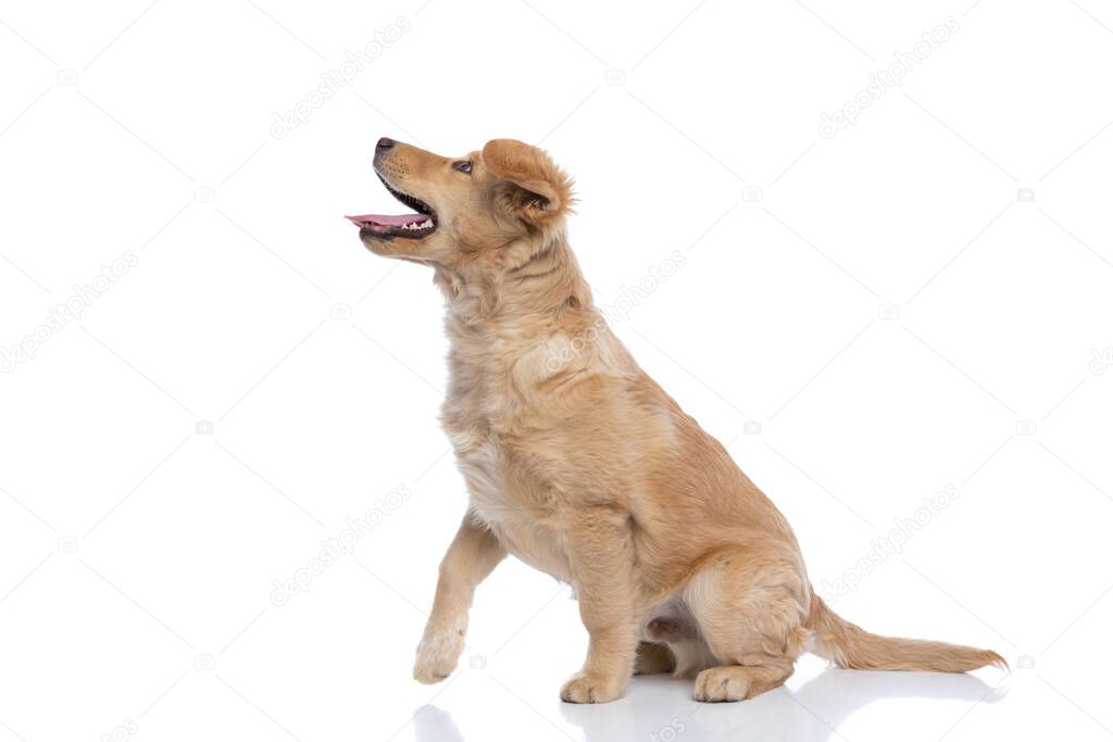 excited cute golden retriever dog curiously looking up, sticking out tongue and panting, sitting isolated on white background in studio