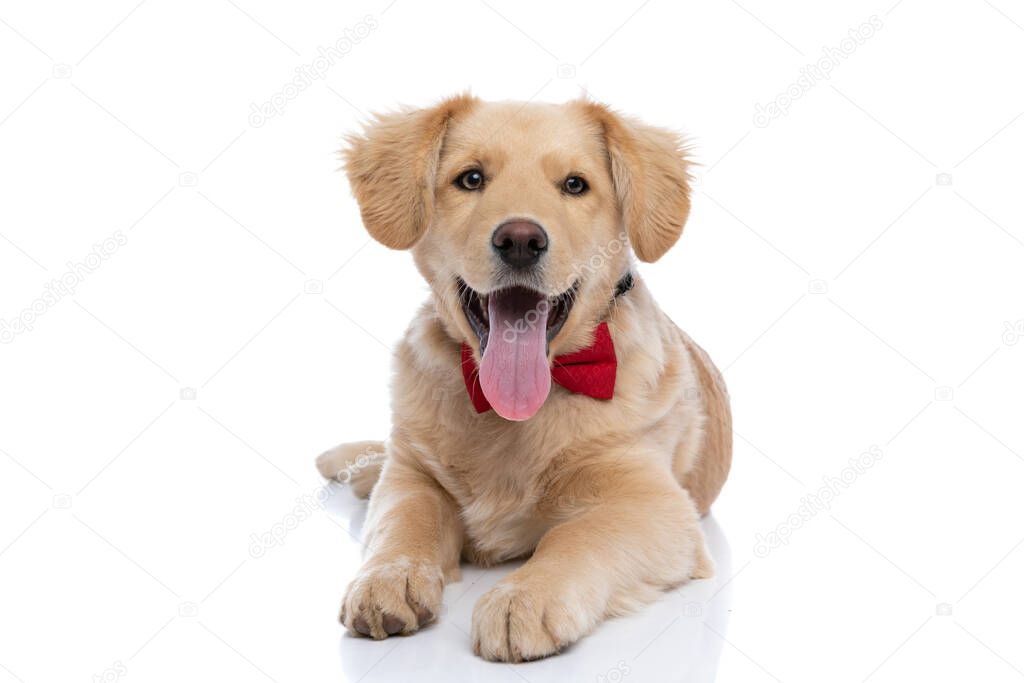 cute young labrador retriever dog wearing red bowtie, sticking out tongue and panting, laying down isolated on white background in studio