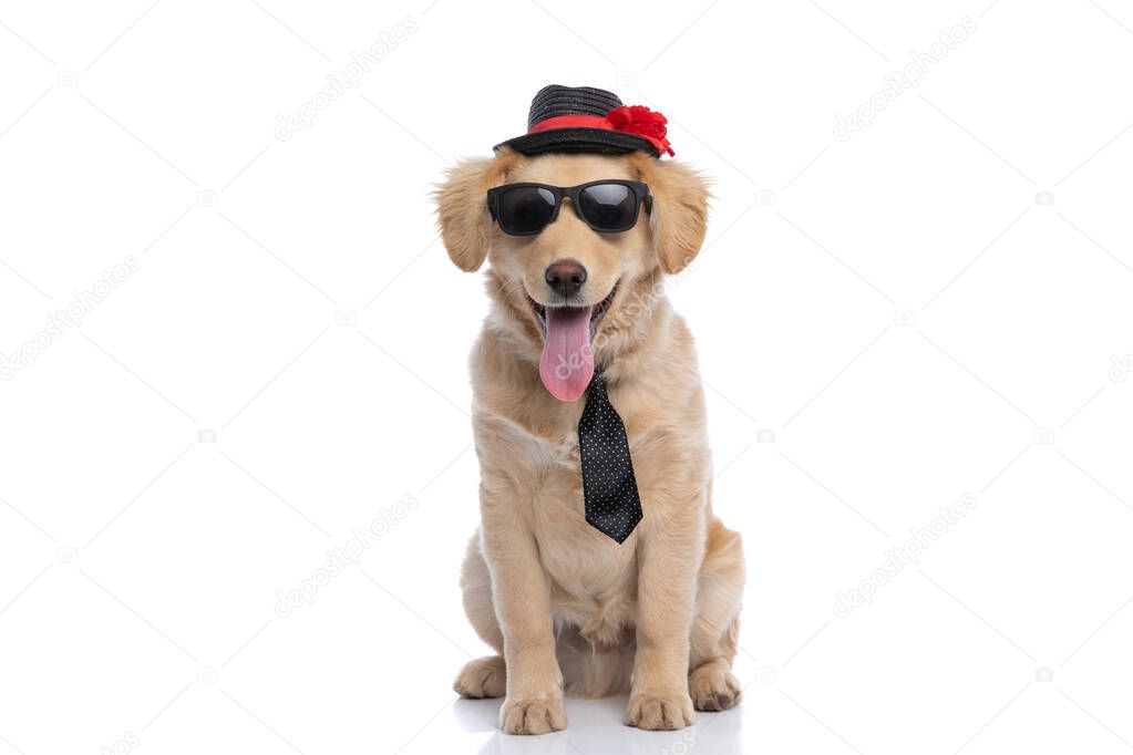 adorable golden retriever dog wearing hat, sunglasses and polka dotted tie sticking out tongue and panting while sitting isolated on white background in studio