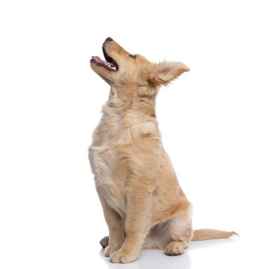 Küçük sevimli labrador av köpeği yukarı bakıyor, dili dışarı çıkıyor ve nefes nefese, stüdyoda beyaz arka planda tek başına oturuyor.