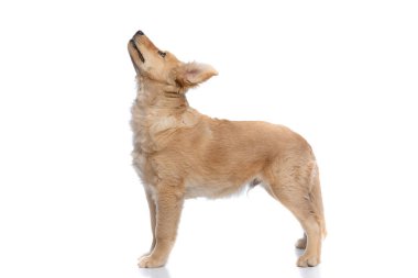 Güzel Labrador Retriever yavrusu ilginç bir şekilde yukarı bakıyor ve beyaz arka planda stüdyo ortamında tek başına duruyor.