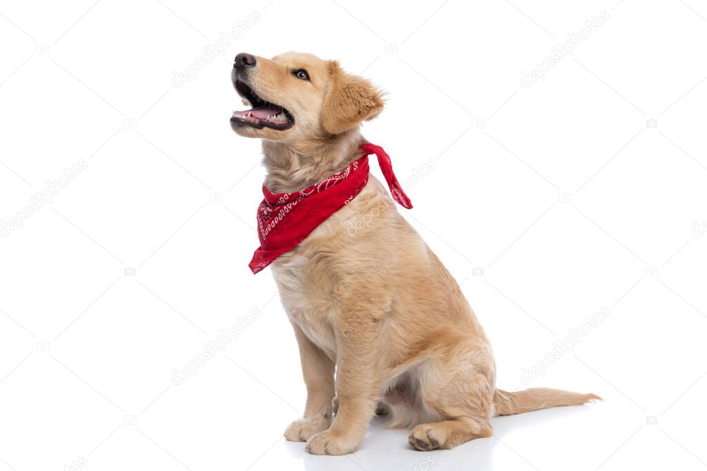 eager little labrador retriever doggy wearing red bandana, looking up and panting, sitting isolated on white background in studio