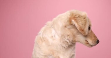 Tatlı Golden Retriever Köpeği dilini çıkarıp nefes nefese, esniyor ve stüdyoda pembe arka planı arıyor.