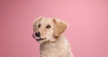 Küçük sevimli köpek stüdyoda pembe arka planda otururken kafasını kaldırıp burnunu yalıyor.