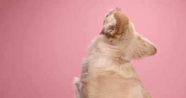 Küçük, meraklı Labrador av köpeği yukarı bakıyor ve takip ediyor, stüdyoda eğleniyor ve pembe arka planda oynuyor.