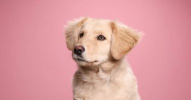 Küçük şirin Labrador av köpeği etrafa bakıyor ve stüdyoda pembe arka planda oturuyor.