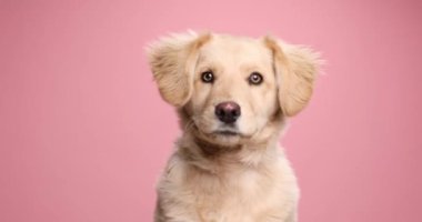 Stüdyoda pembe arka planda otururken şüpheli bir şekilde etrafa bakarken sese tepki veren küçük Golden Retriever köpeği.